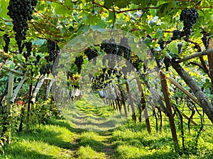 Pergola style wine cultivation in South Tyrol