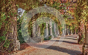 Pergola walkway in park