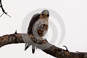 Pergrine falcon looks for food