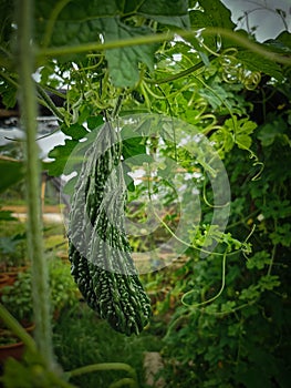 peria katak plant