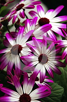 Pericallis flowers