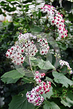 Pericallis hybrida or cineraria flowers in a garden photo