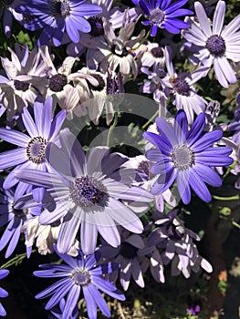 Pericallis hybrida Senetti with blue and purple flowers