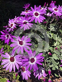 Pericallis hybrida Senetti with cerise, magenta coloured flowers