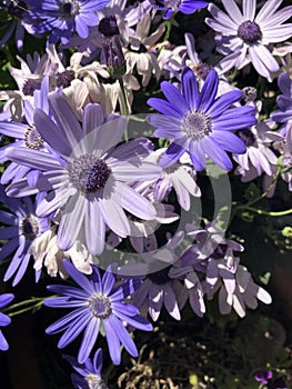 Pericallis hybrida Senetti in flower in May