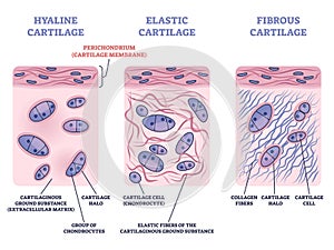 Perichondrium as hyaline and elastic cartilage membrane outline diagram