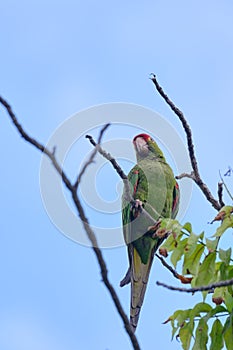 Perico de frente escarlata Psittacara wagleri photo