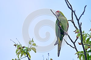 Perico de frente escarlata Psittacara wagleri photo