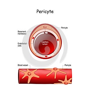 Pericyte anatomy. Structure of Blood vessel. Cross section of capillary photo