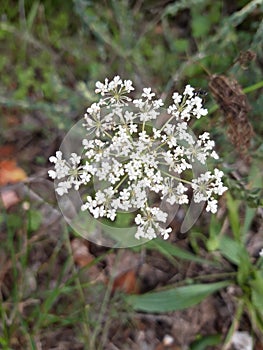 Perideridia, Mountain flower composed of tiny white flowers, wild and spontaneous plant.