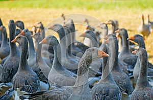Perigord geese
