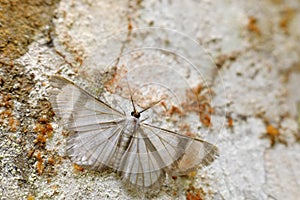 Perigramma albivena, white grey butterfly sitting on the tree trunk. Moth in the nature forest jungle habitat, San Isidro in