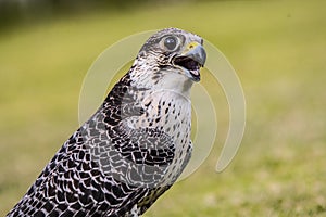 Perigrin falcon in forest