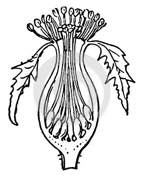 Perigynous Stamens.. vintage illustration