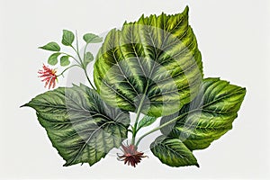 Perilla Botanical Illustration, Shiso Medicinal and Food Plant, Perilla Frutescens Abstract Generative AI Illustration