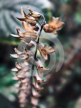 Perilla frutescens flowers look like a string of lanterns