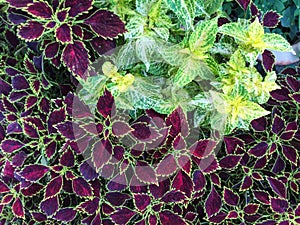 Perilla frutescens trees at the park