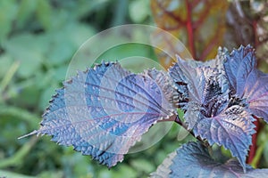 Perilla frutescens var crispa purpureared red shiso akajiso leaf close up