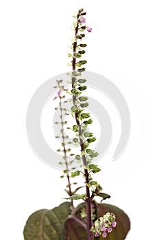 Perilla herb