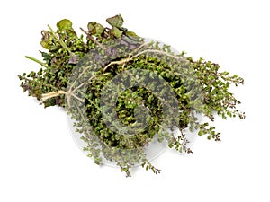 Perilla herb seed used in traditional,chinese herbal medicine
