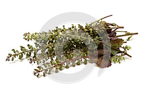 Perilla herb seed used in traditional,chinese herbal medicine photo