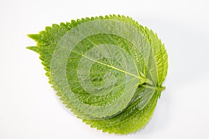 Perilla Leaf