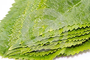 Perilla Leaf