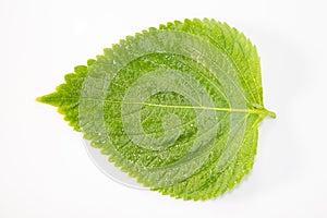 Perilla Leaf