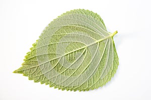 Perilla Leaf