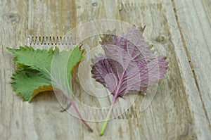 Perilla leaves, detail