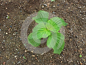 Perilla leaves of the field