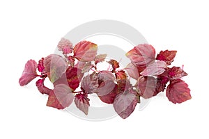 Perilla (Shiso) Leaf on white background