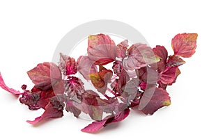 Perilla (Shiso) Leaf on white background.