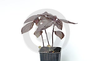 Perilla shiso on a white background