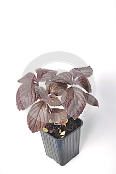 Perilla shiso on a white background