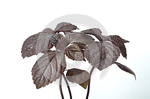 Perilla shiso on a white background