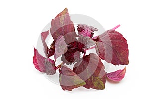 Perilla (Shiso) Leaf on white background.