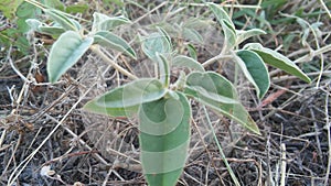 Perineal wild plants photo