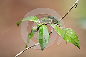 Perinet chameleon