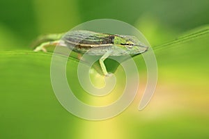 Perinet chameleon