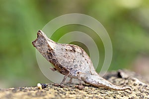 Perinet leaf chameleon, Brookesia theresieni, Reserve Peyrieras Madagascar Exotic. Madagascar