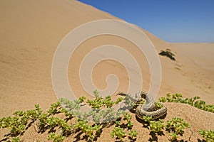 Peringuey`s Adder - Bitis peringueyi