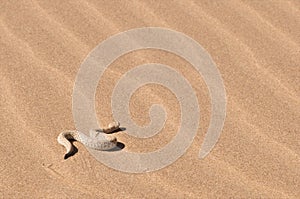 Peringuey's sand Adder photo