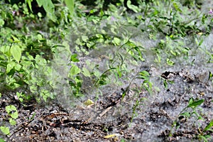 Period in the spring when fly in the air fluff from the poplar.