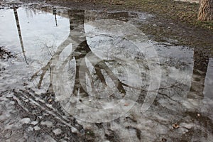 Period of thawing: reflection of a tree in puddle