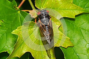 Periodic cicada resting on a leaf