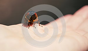 Periodical Brood X Cicada on a Personâ€™s Hand, Close Up