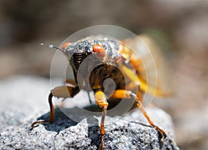 Periodical Brood X Cicada on a Rock, Close Up