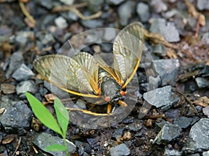 Periodical Brood X Cicada on the Ground, Close Up