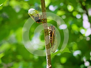 Periodical Brood X Cicadas on a Tree Branch, Close Up photo